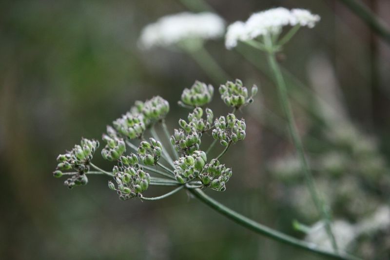 Parsley - The Fresh Finisher