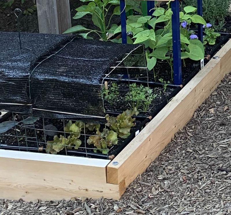 Optimizing Shade and Sun Exposure