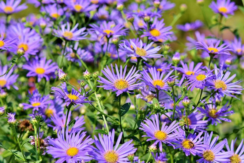 New England Asters