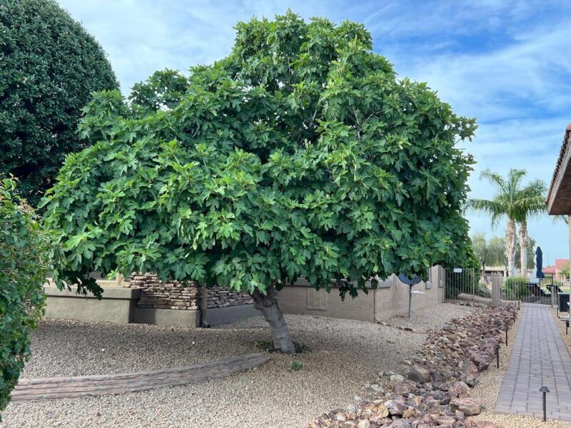 Fig Trees