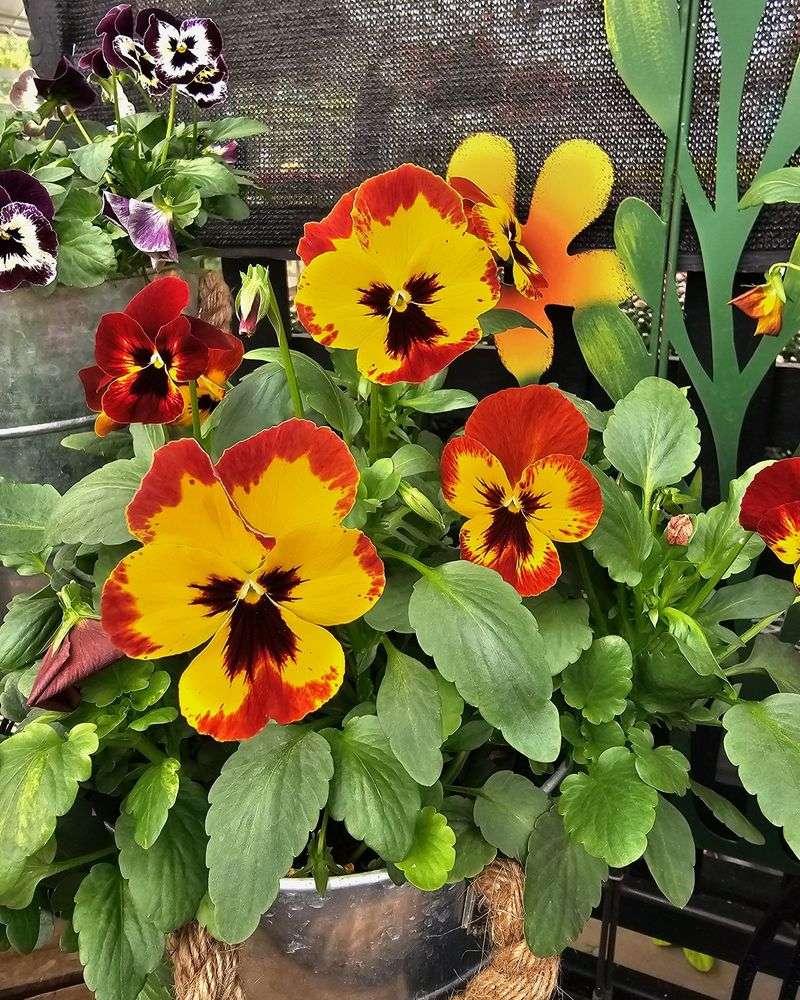 Cheerful Pansies - Cool Weather Champions