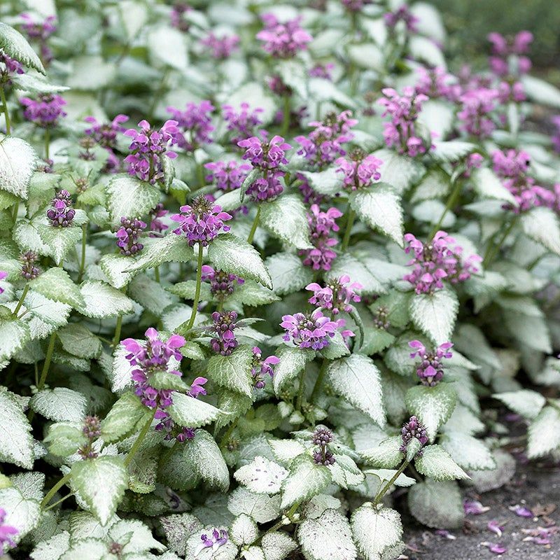 Lamium: Silver Carpet with Purple Surprises