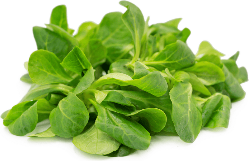 Mache - The Snow-Proof Salad Green