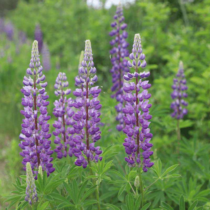 Wild Lupine