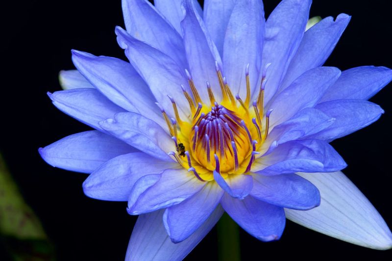 Blue Lotus - Ancient Egypt's Dream Flower
