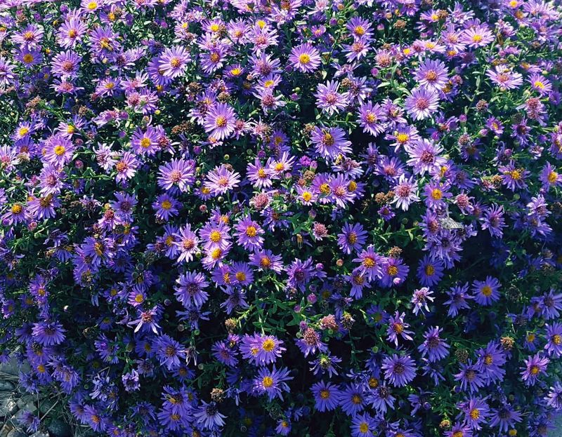 Aromatic Aster (Symphyotrichum oblongifolium)