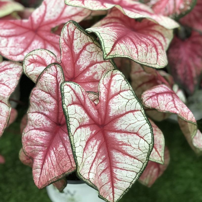 Caladiums - Heart-Shaped Tropical Drama Queens