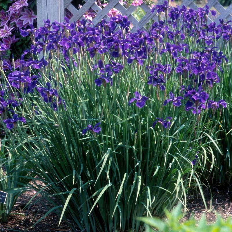 Siberian Iris (Iris sibirica)