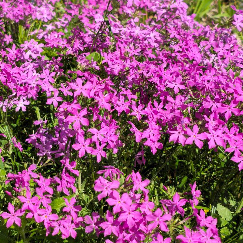 Prairie Phlox