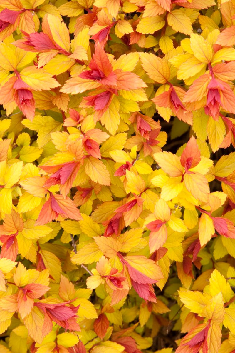 Spirea 'Magic Carpet'