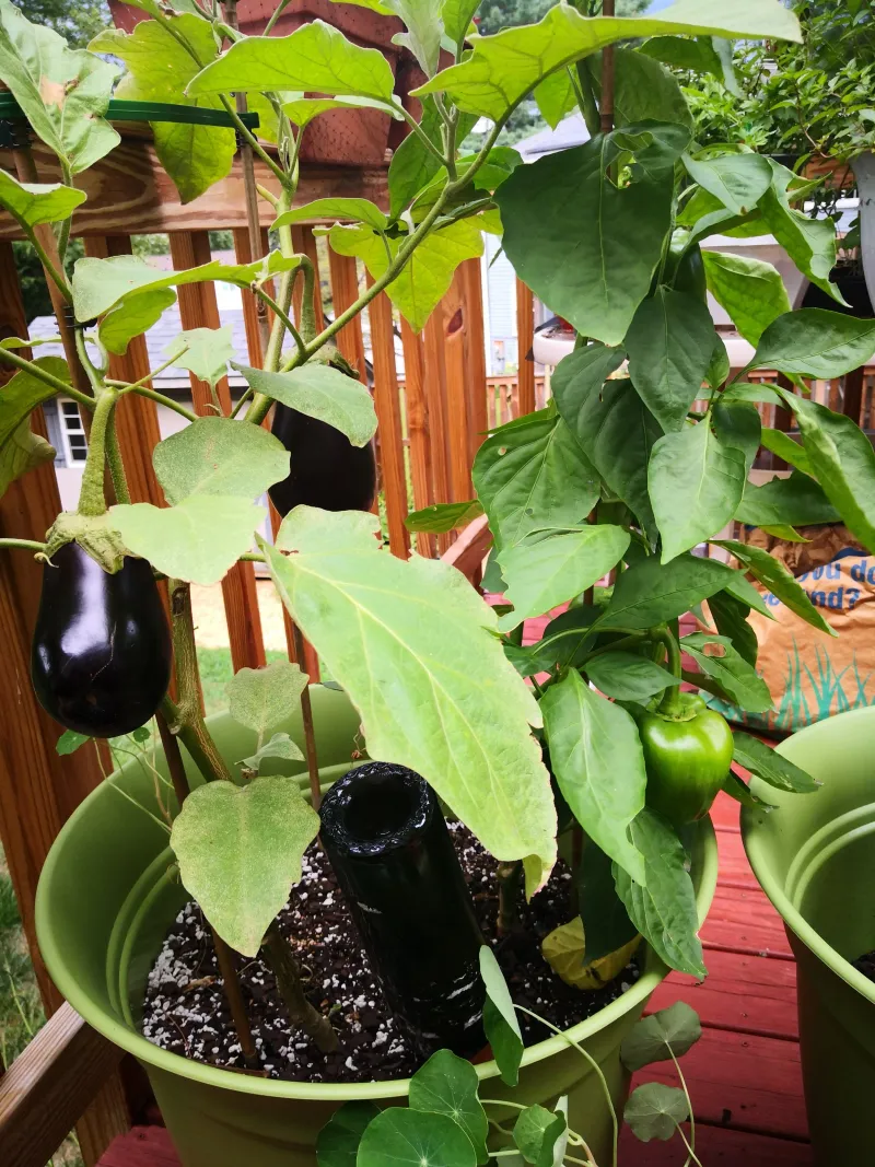 Seasonal Succession Planting