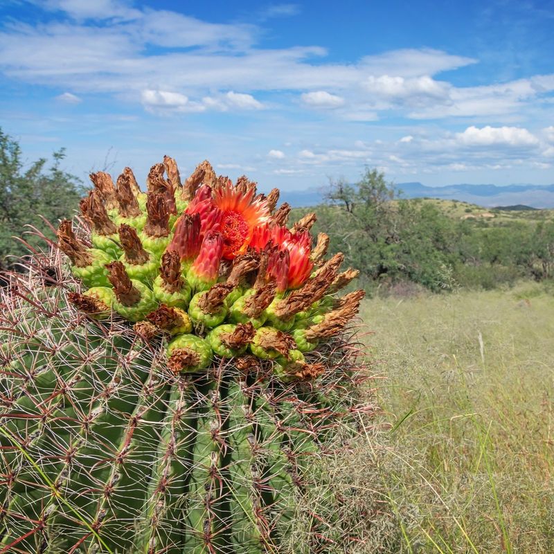 Barrel Cactus