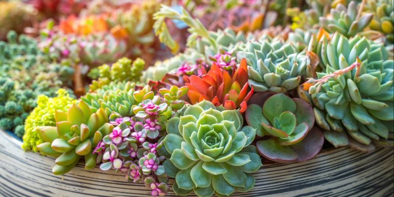 Hardy Succulents - Low Maintenance Beauties