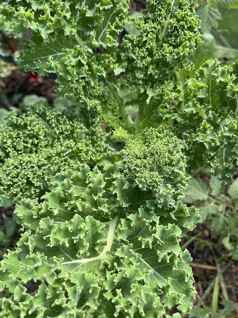 Kale