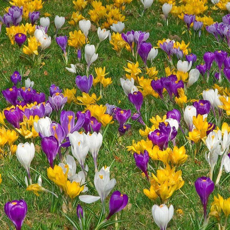 Crocus