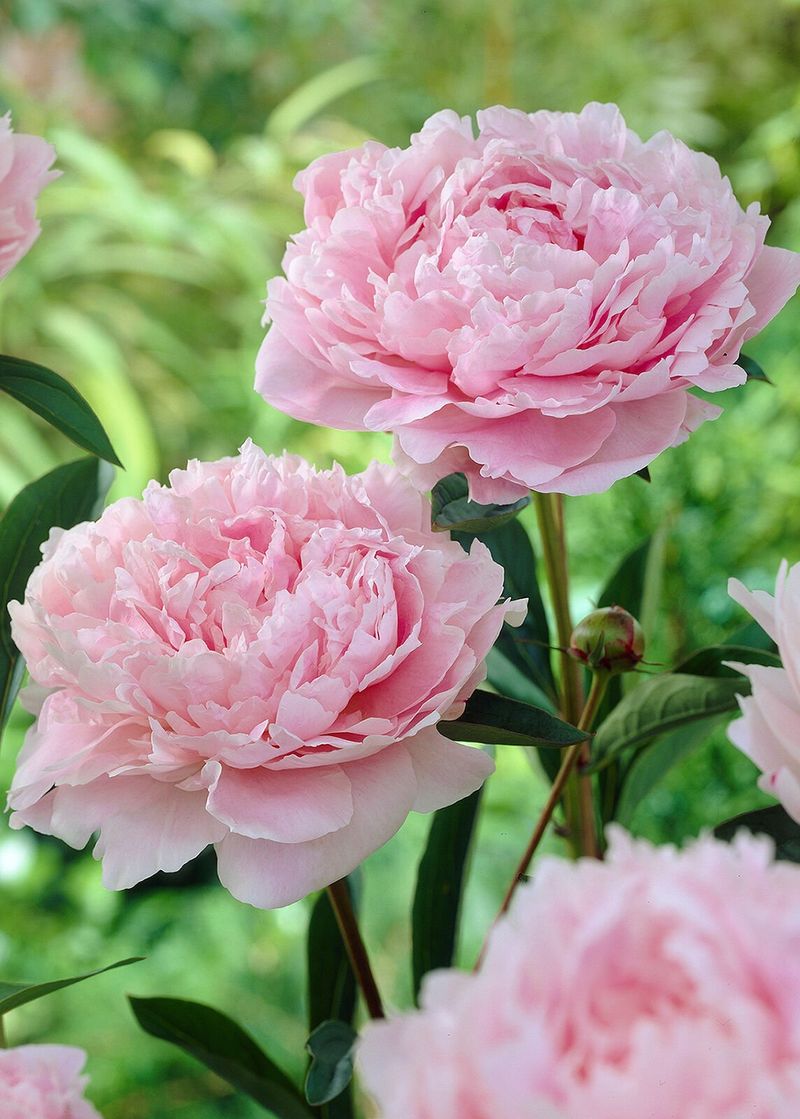 Peonies (Paeonia)