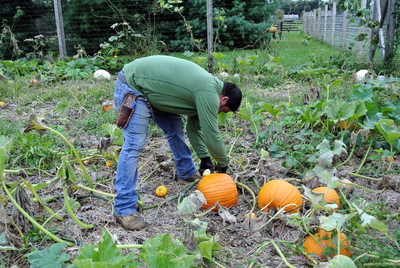 Harvesting Pumpkins