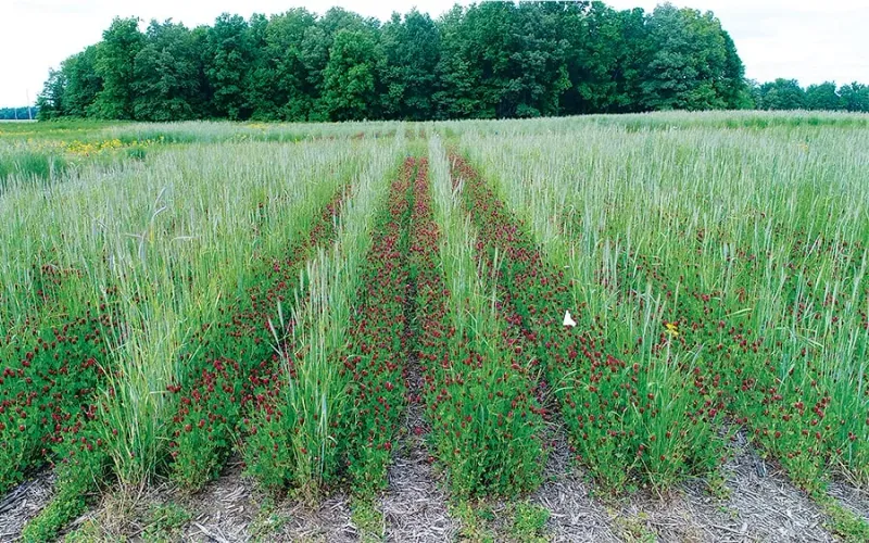 Cover Crops That Build Superior Soil Health