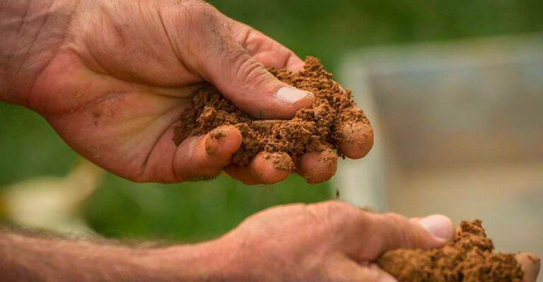 Do’s and Don’ts for Gardening in Alabama Clay Soil