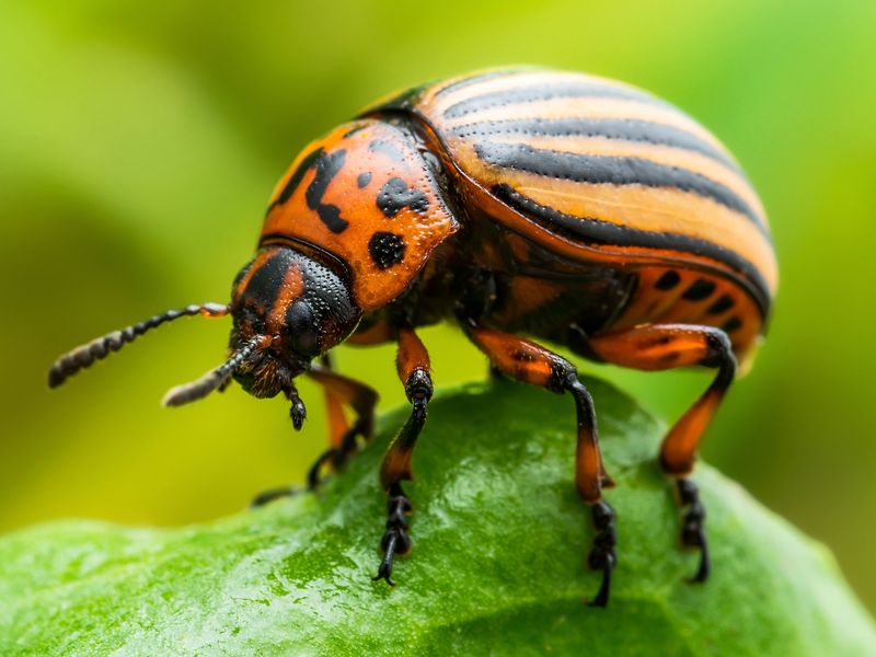 Defeating Colorado Potato Beetles Naturally