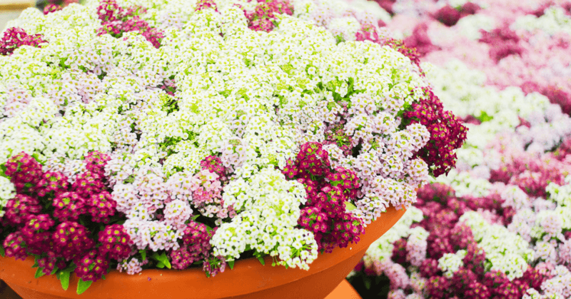 Fragrant Sweet Alyssum - Carpet of Blooms