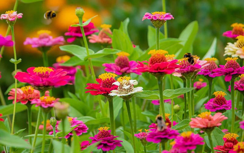 Poor Pollination Reducing Fruit Production