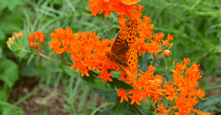 Drought-Proof Gardening in Kansas: Native Plants That Beat the Heat