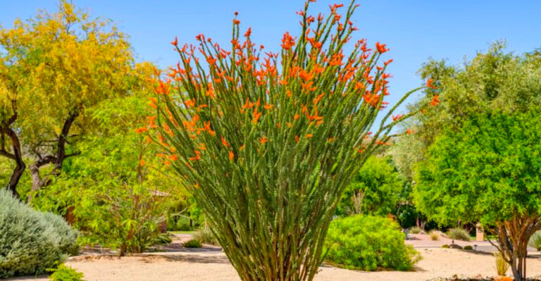 Drought-Tolerant Plants for Arizona Desert Gardens
