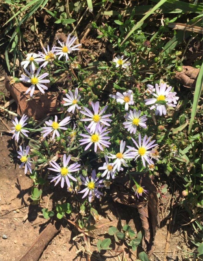 Salt Marsh Aster (Symphyotrichum subulatum)