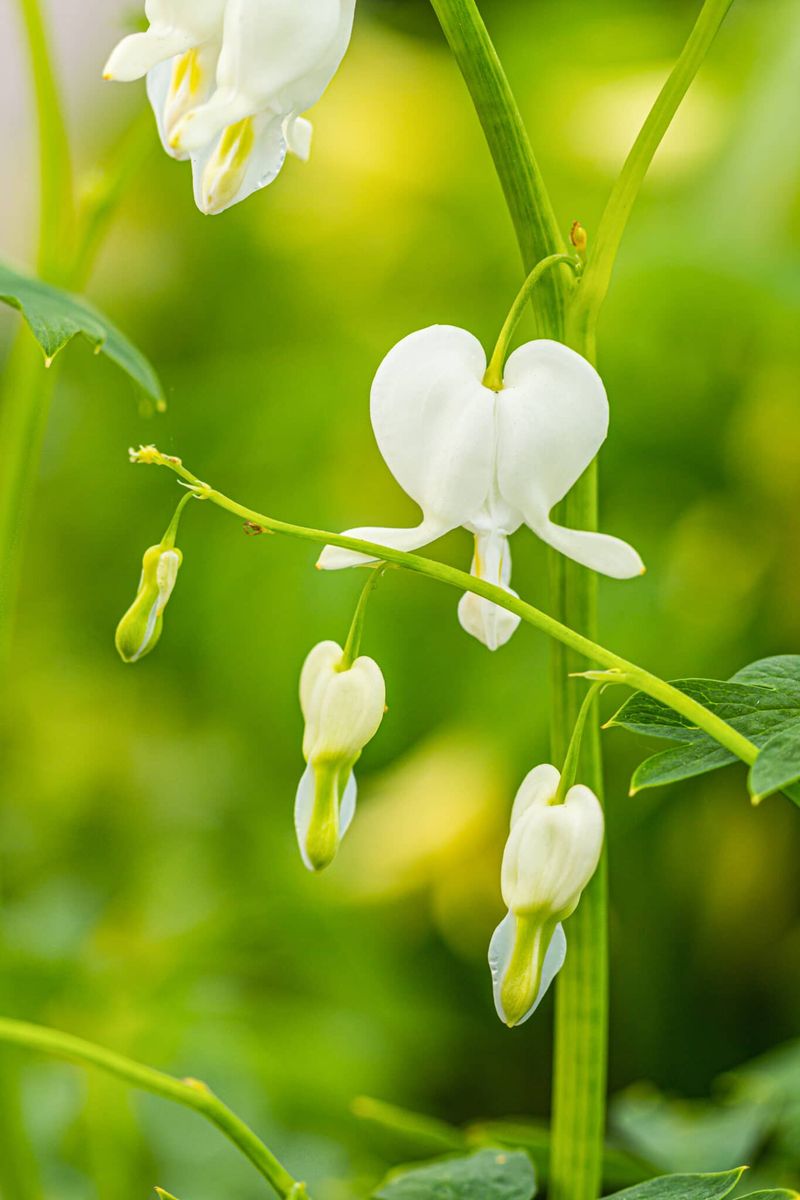 White Bleeding Heart