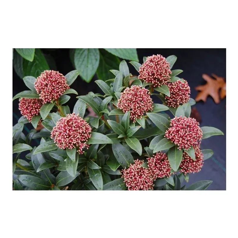 Japanese Skimmia