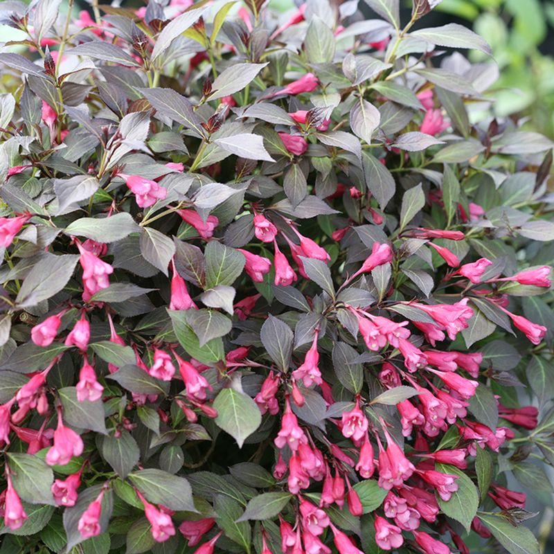 Weigela 'Midnight Wine'