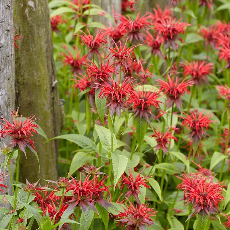 Bee Balm