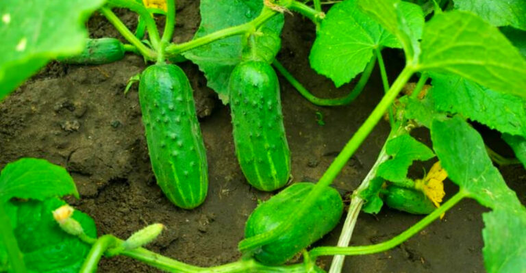 Easy Vegetables for Delaware Home Gardens