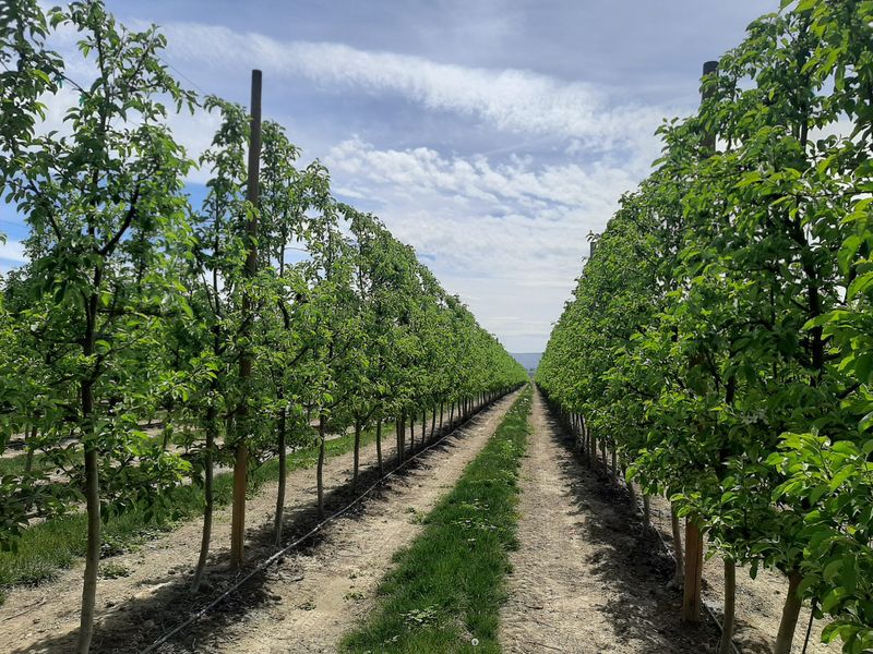 Irrigation Management