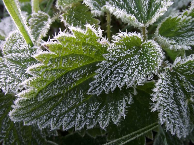 Selecting Cold-Hardy Plants
