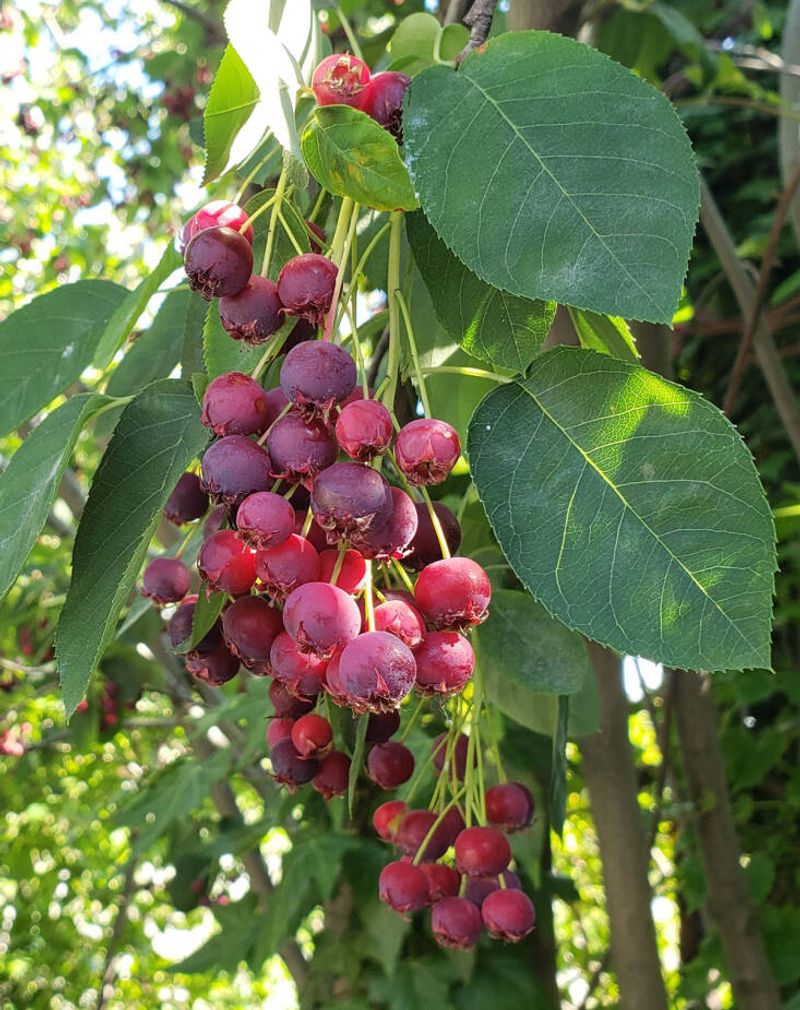 Serviceberry - Sweet Surprises in Early Summer