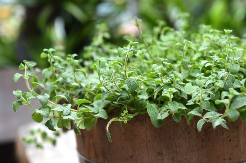 Versatile Oregano - Pizza Garden Essential