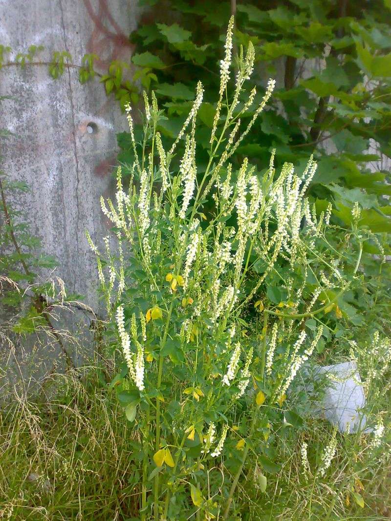 Acidic Soil Preventing Nutrient Uptake