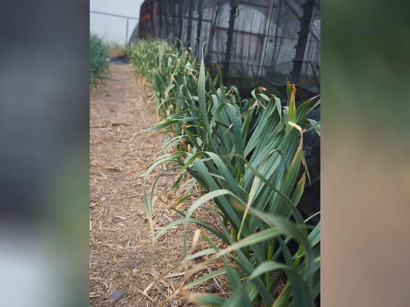 Spring Planting Considerations