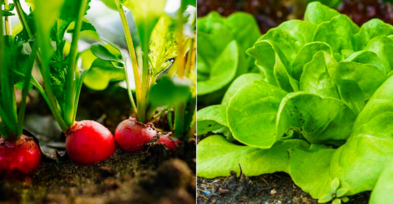 Fall Planting Guide for Arkansas Gardeners