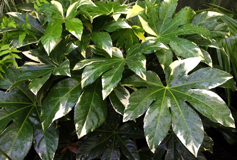 Fatsia Japonica - Bold Architectural Tropical Statement