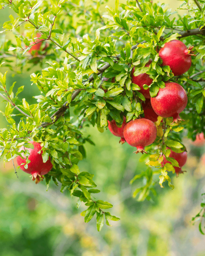Pomegranate Trees