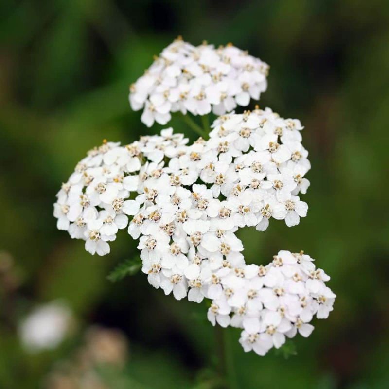 Yarrow