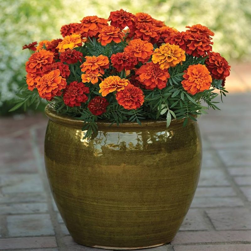 Cheerful Marigolds - Pest-Fighting Flowers