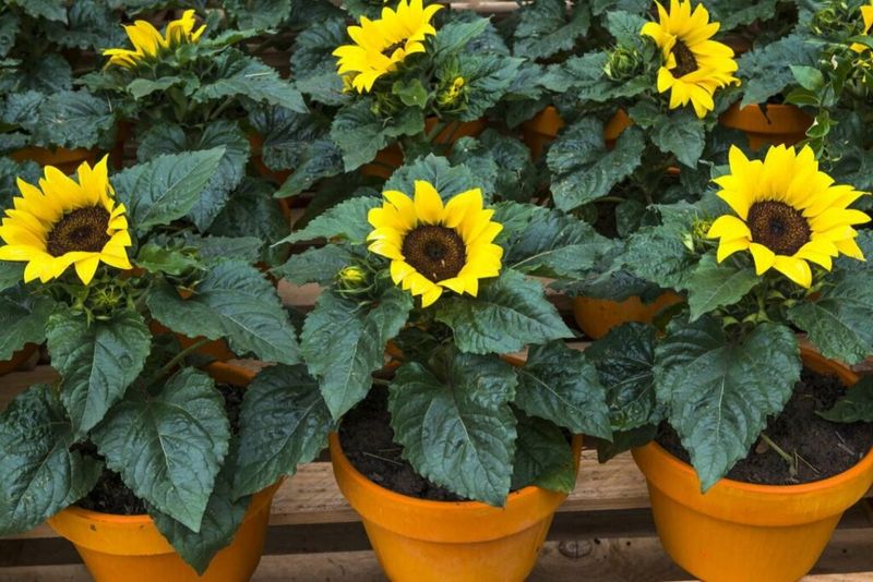 Bold Sunflowers - Sunshine in Pots