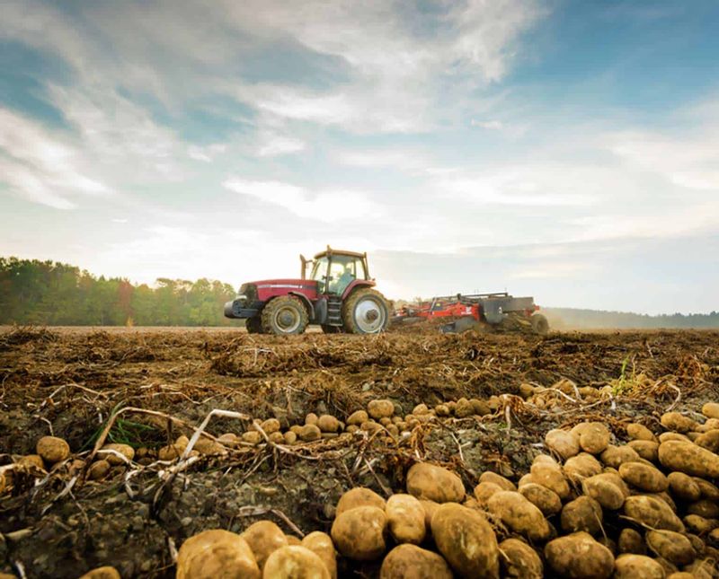 Understanding Wisconsin's Perfect Potato Climate