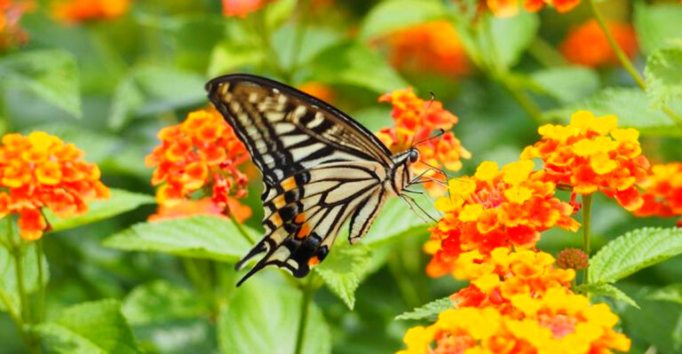 Georgia Pollinator Plants: Flowers That Attract Bees and Butterflies