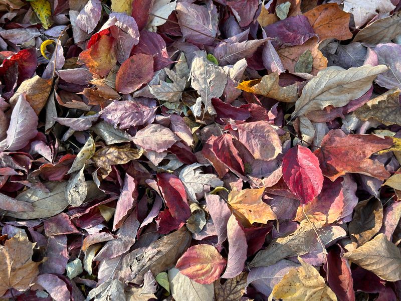 Clear Away Garden Debris and Diseased Plants