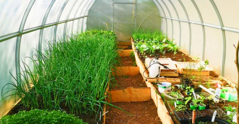 Greenhouse Gardening in Alaska: Tips for Year-Round Harvests